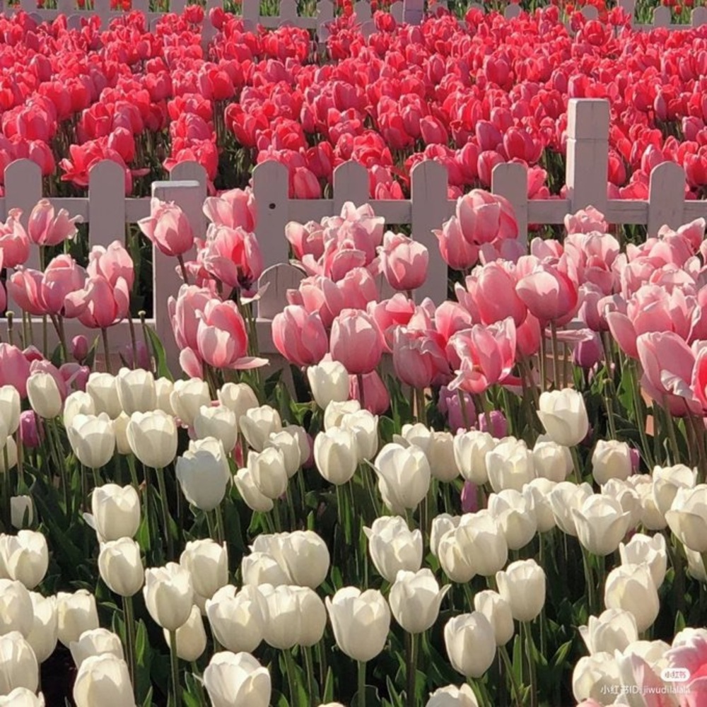 Meet your Posher, Yhaz